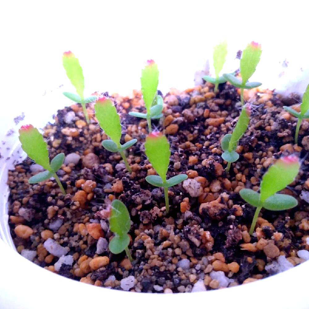 部屋の画像 by まりみさん | 部屋とおうち園芸と植中毒とリプサリス属とリプサリス ラムローサ 実生とお部屋ジャングル化計画