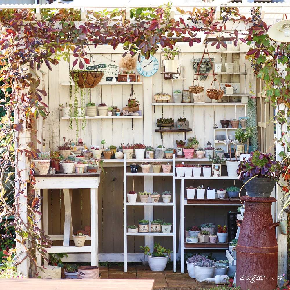 小さな庭の画像 by sugarさん | 小さな庭と多肉植物と多肉小屋と多肉小屋のある暮らしと多肉のある暮らしと多肉女子と花のある暮らし