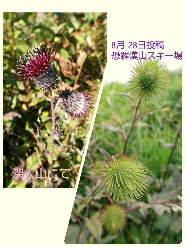 お出かけ先の画像 by ケイジさん | お出かけ先とキクバヤマボクチと野草と山野草と登山道と安芸太田町と山登り