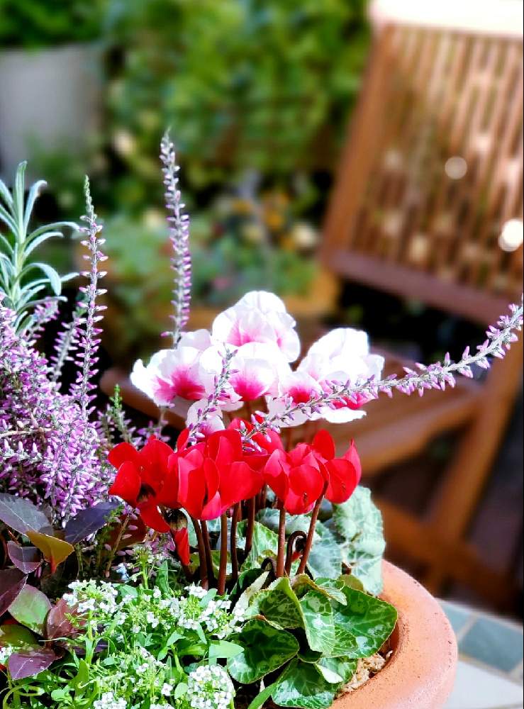 エクステリアの画像 by aki~nakさん | エクステリアとHTCとWEEKEND FLOWERと秋のお花としぞーか勢とおうち園芸と今日の一枚と妄想倶楽部と有難う♥と花の16年組♡とラジオ体操倶楽部とガーデンシクラメン 寄せ植えと季節の寄せ植え2020
