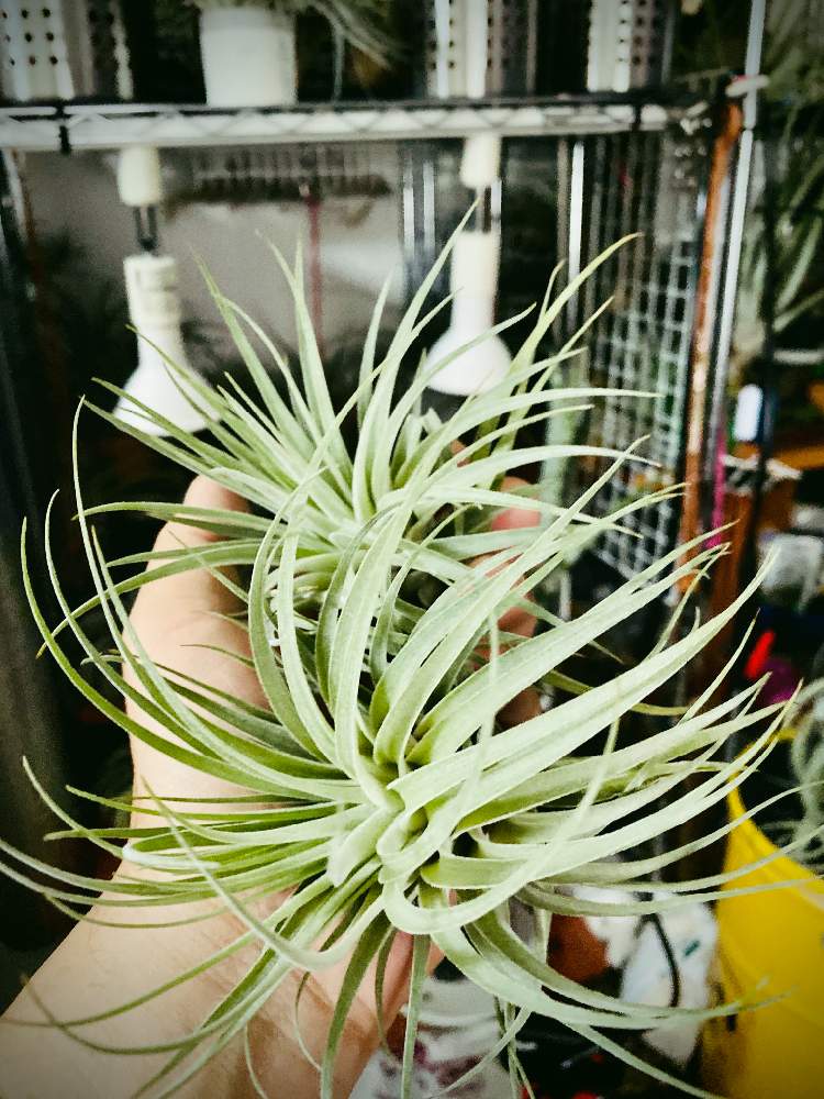 部屋の画像 by 月面旅行さん | 部屋とチランジア亜科と植物のある暮らしとディッキア属とエクメア属とおうちde菜園とブロメリア亜科とティランジア亜科とピトカイルニア亜科とフリーセア属とブロメリア科とおうち園芸とチランジア属とネオレゲリア属とビルベルギア属とアルカンタレア属とデウテロコニア属とアナナス属とエアプランツとビザールプランツとエアープランツ/チランジア