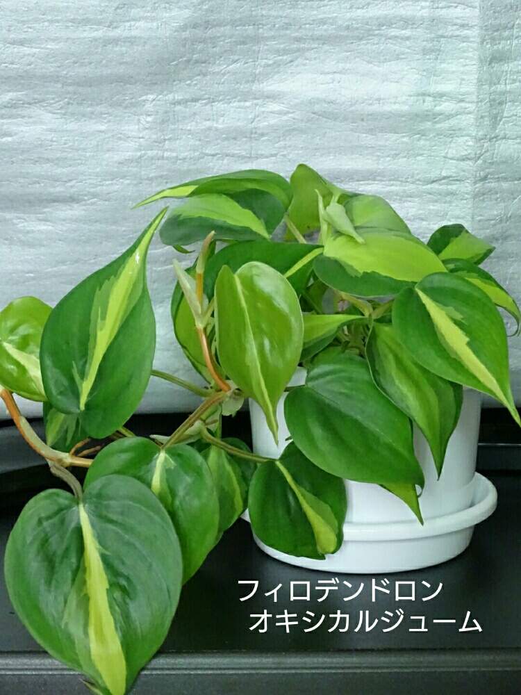 部屋の画像 by ヒロ♡0179さん | 部屋
