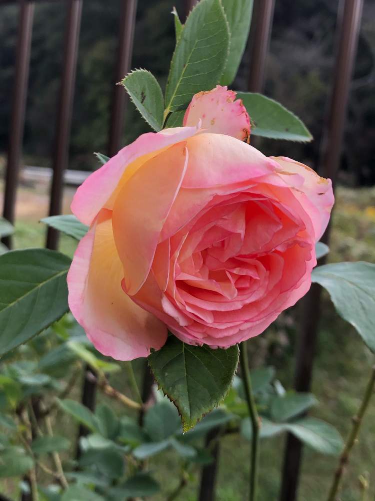の画像 by うふふさん | ばら バラ 薔薇と水曜ローズショーと薔薇に魅せられてと薔薇ペッシュボンボンとバラのある暮らしとうふふの薔薇とおうち園芸と薔薇が好き❤とお花が好き♡とGSでバラ園と花のある暮らしとチーム愛知とうふふの絞りの薔薇とうふふの覆輪、絞りの薔薇