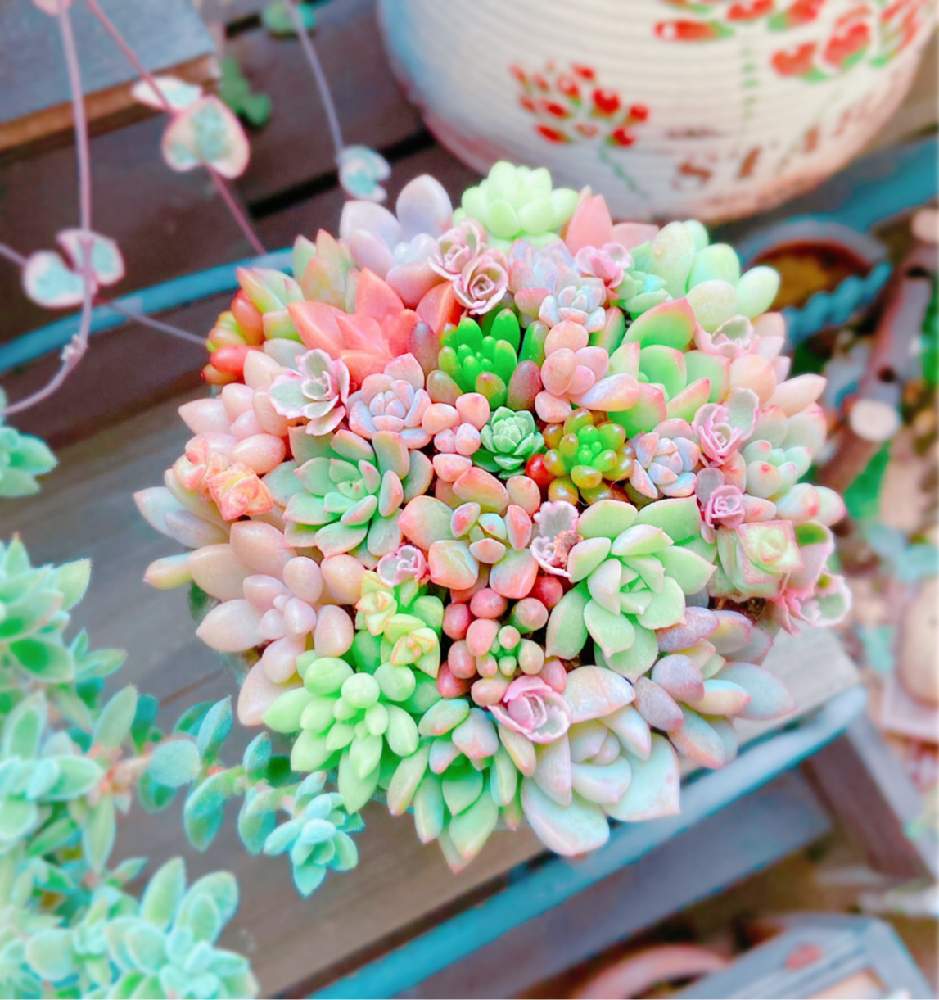 バルコニー/ベランダの画像 by ショーンさん | バルコニー/ベランダと多肉植物とHTCと癒やしと紅葉する多肉と多肉植物寄せ植えと花の15年組とベランダガーデンとGSミニモニ。と多肉女子と可愛い〜♡とチーム福岡とちまちま寄せ
