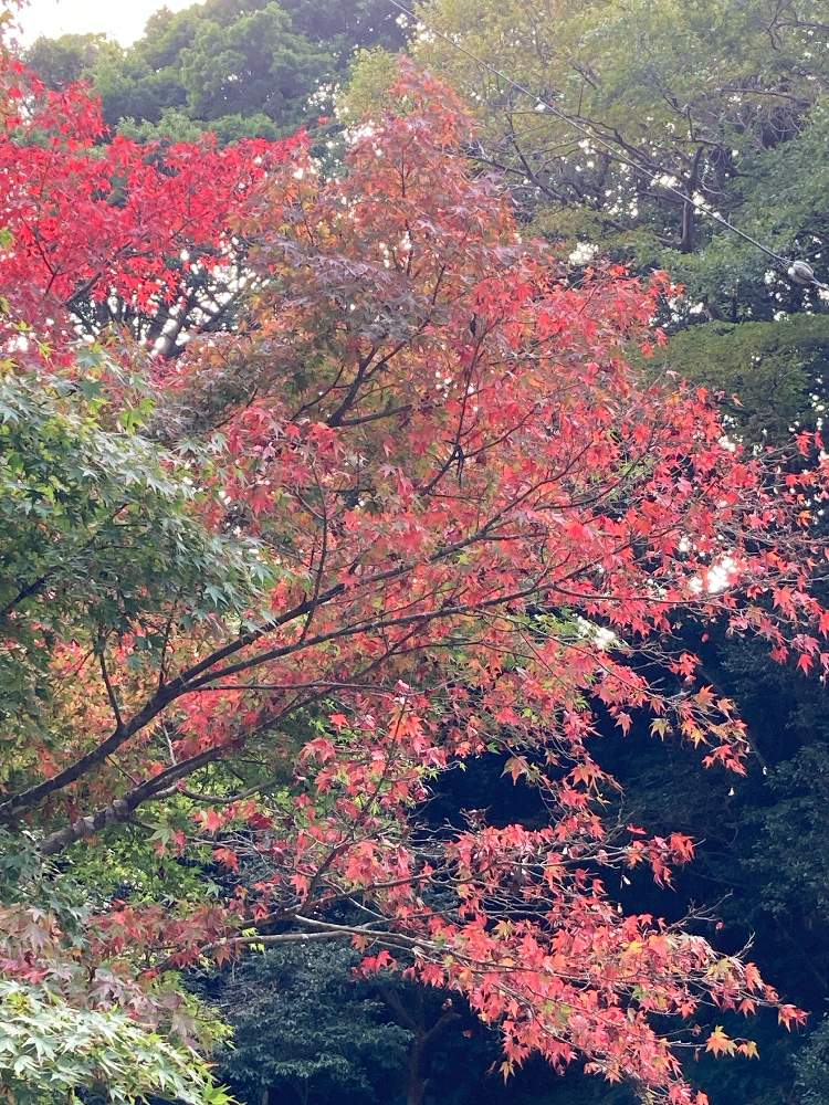 お出かけ先の画像 by のいまいさん | お出かけ先と紅葉といつもありがとう❣️とコロナに負けるな‼️と写真中毒