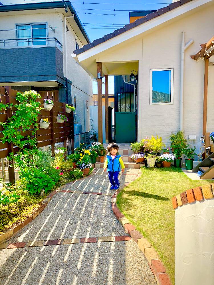 小さな庭の画像 by hinamama ♡さん | 小さな庭とチューリップとビオラの寄せ植えとロータスプリムストーンとシレネユニフローラ♡とビオラ♡とクレマチスモンタナと寄せ植えとおうち園芸と3年目の庭とボロニア ピナータとガーデニング初心者と息子とミニ薔薇・ほほえみとアジサイ 紫陽花と クリスマスローズと芝生の庭とアプローチ。とオープン外溝と薔薇♪とミニ薔薇とレモンライムプリペット