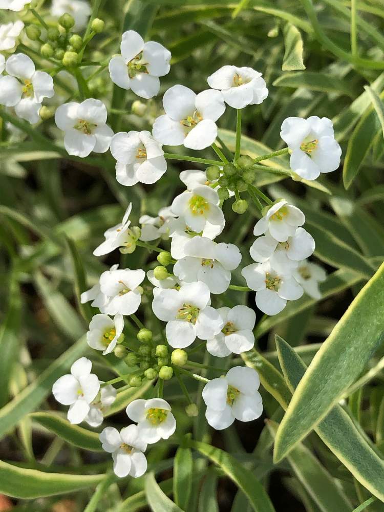 お出かけ先の画像 by 4匹の猫ママさん | お出かけ先と出勤途中でと有り難う 花と猫と皆様に感謝します^_^