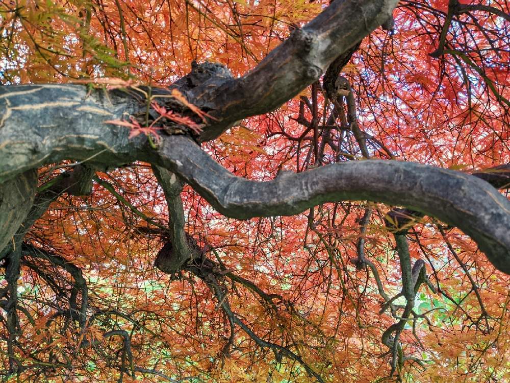 小さな庭の画像 by 花音さん | 小さな庭と糸紅葉(イトモミジ)と秋色と紅葉(こうよう)と癒されると逞しいとしだれもみじと我が家の庭と秋の風景と我が家の紅葉と北海道と小さな幸せと繋がりに感謝✨ともみじ紅葉と紅葉フォトコン2020