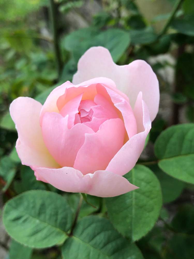 の画像 by うふふさん | ばら バラ 薔薇と水曜ローズショーと薔薇に魅せられてとバラのある暮らしとうふふの薔薇とおうち園芸と薔薇が好き❤とお花が好き♡とGSでバラ園と花のある暮らしと薔薇 ミスター コジマとうふふのピンクローズ