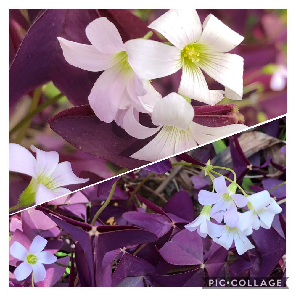 小さな庭の画像 by カンパニュラさん | 小さな庭とオキザリスとすき☆とピンクの花と今日のお花と♥︎すてき♥︎とムラサキの葉