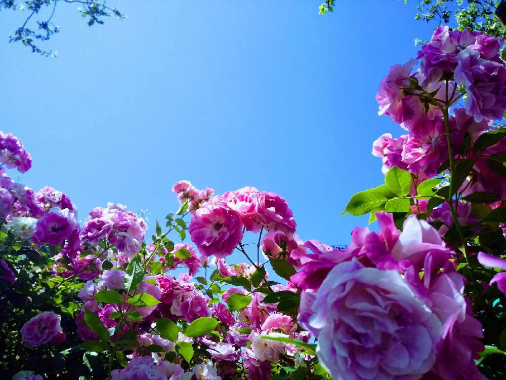 お出かけ先の画像 by 陽だまりの中で……さん | お出かけ先とばら 薔薇 バラと空を……☆★☆