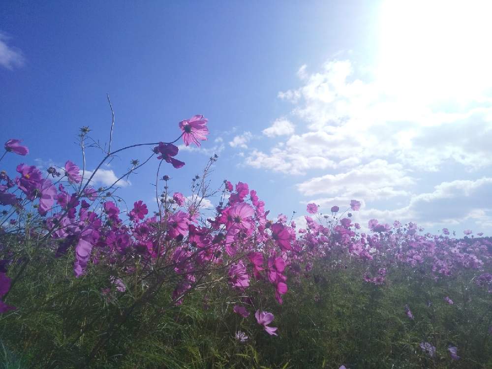 お出かけ先の画像 by 陽だまりの中で……さん | お出かけ先とコスモス畑と空を……☆★☆