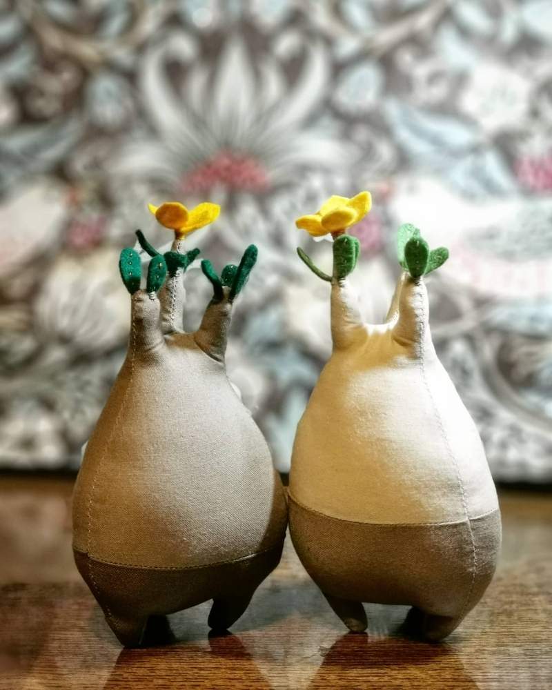 部屋の画像 by poporopoooさん | 部屋と多肉植物とパキポディウム属と多肉の花と塊根植物のある暮らしと多肉大好きと塊根女子とぬいぐるみと塊根大好きと多肉植物のある暮らしとコーデックスとCaudexと置物と#パキポディウム•グラキリスと塊根まん・ベアルートと塊根植物と珍奇植物と花のある暮らしとビザールプランツとzooo plants