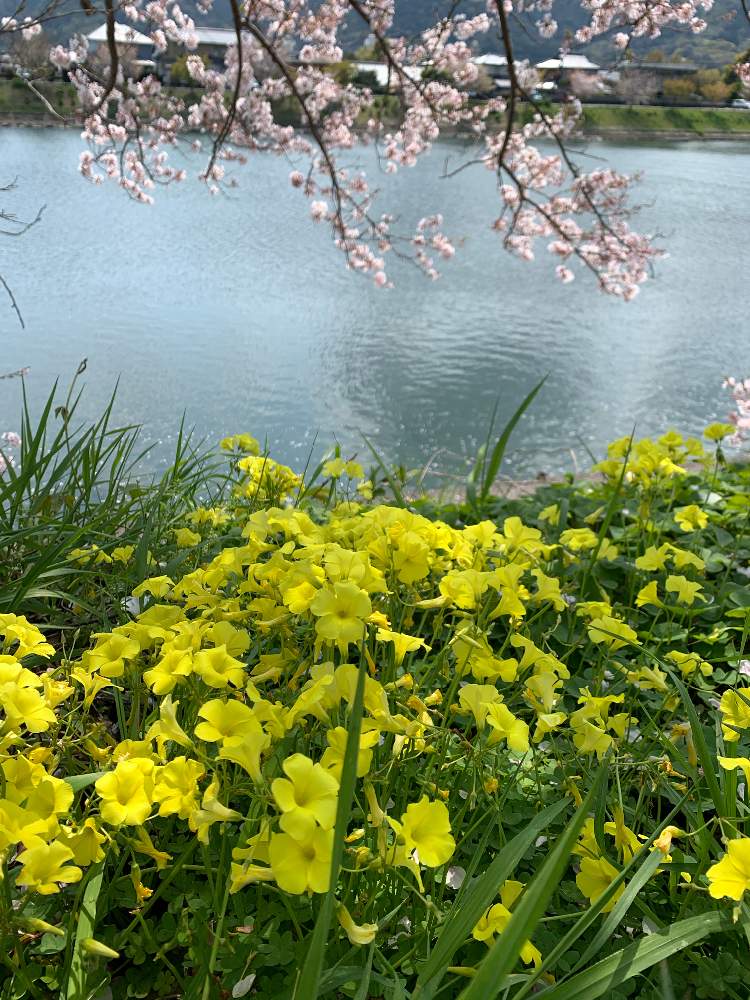 お出かけ先の画像 by ピカピカさん | お出かけ先とオキザリスと飛騨市の皆さんにエールを♪と台風10号に負けるな‼️と下呂市の皆さんにエールを♪と九州の皆さんにエールを♪と被災地にエールを…。