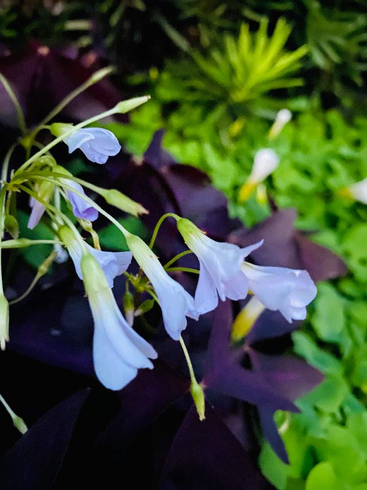 の画像 by nao70*さん | オキザリス・トライアングラリスと清楚なお花と可愛いな