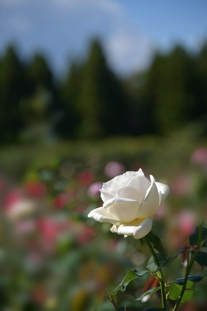 お出かけ先の画像 by Senchanさん | お出かけ先と薔薇(白)と花のある暮らしと写真好きな人と繋がりたいと播磨中央公園と写真好き