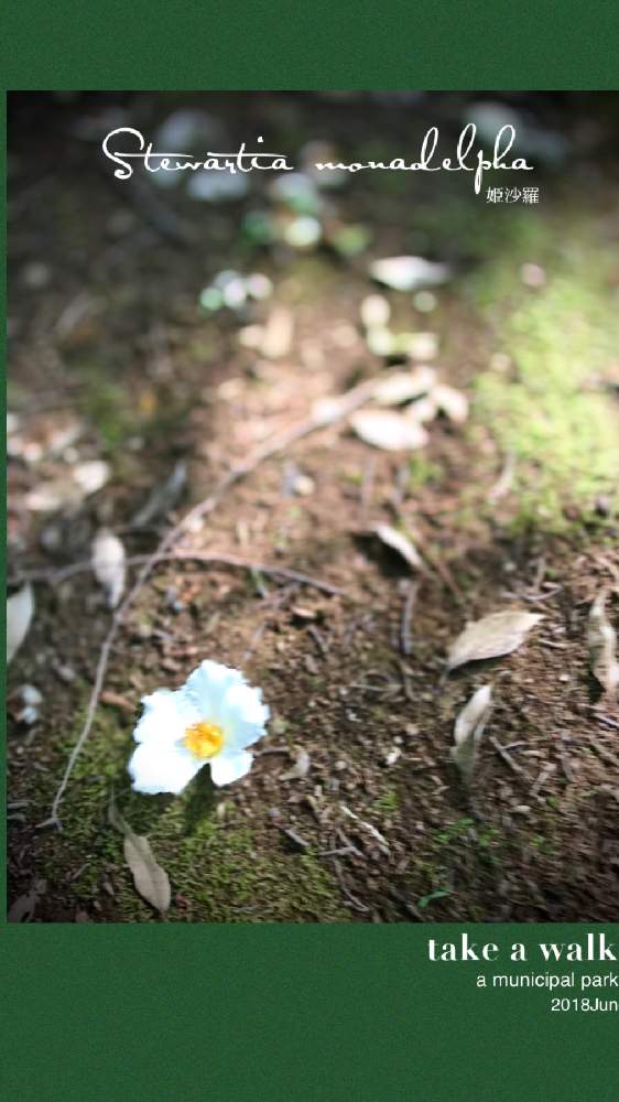 お出かけ先の画像 by kane flowerさん | お出かけ先とヒメシャラと家庭菜園と埼玉県と近くの公園