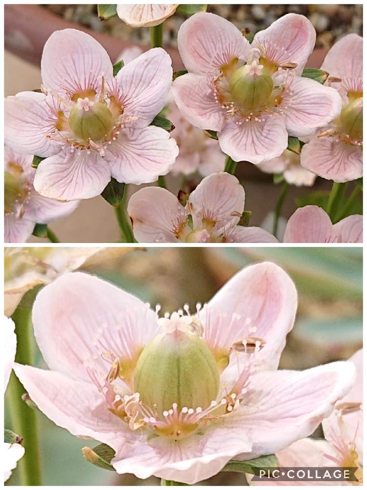 お出かけ先の画像 by さちべさん | お出かけ先と可愛い❤と一目惚れ❤️と水戸市植物公園と花のある暮らしとたにおたくらぶ