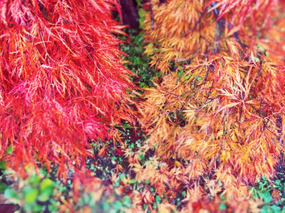 小さな庭の画像 by 花音さん | 小さな庭と糸紅葉(イトモミジ)とぼちぼちと…と秋色と紅葉(こうよう)と癒されるとしだれもみじと我が家の庭と秋の風景と我が家の紅葉と北海道と小さな秋と小さな幸せと繋がりに感謝✨ともみじ紅葉とほっこりと紅葉フォトコン2020
