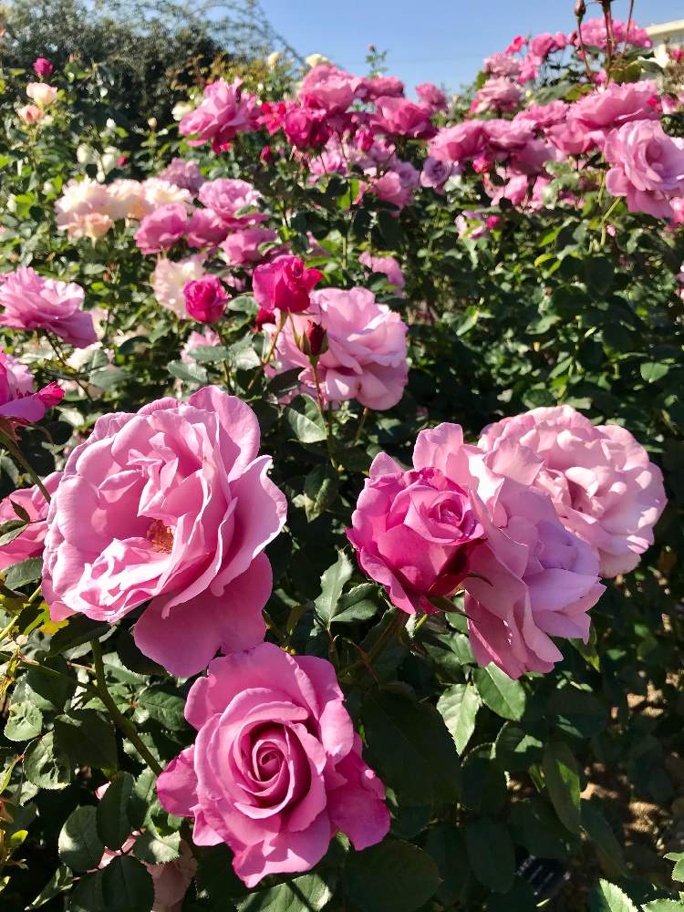 お出かけ先の画像 by ひろちゃんさん | お出かけ先とバラと薔薇とバラ フェルゼン伯爵と大船フラワーセンターとブルーローズ♡と咲いてくれてありがとう❤と新型コロナウィルスに負けるなと鎌倉と青薔薇マニアといい香りと神奈川県の風景とチーム・ブルーとチーム・ブルーNo.007
