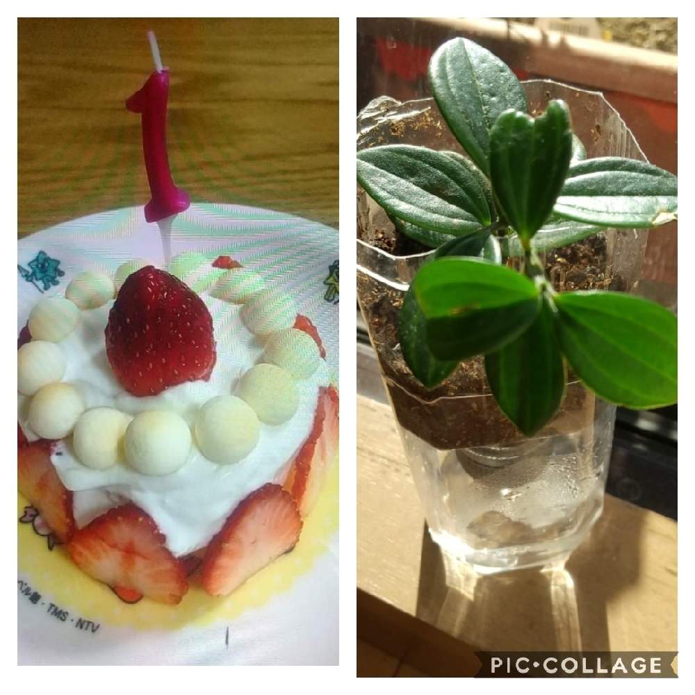 窓辺の画像 by 和の花♪さん | 窓辺とペペロミア フォレットとおうち園芸とスマイル♡