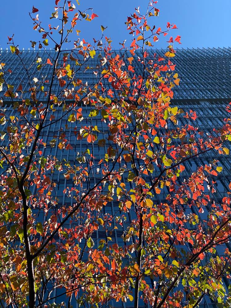 お出かけ先の画像 by しじゅうからさん | お出かけ先とソメイヨシノの紅葉