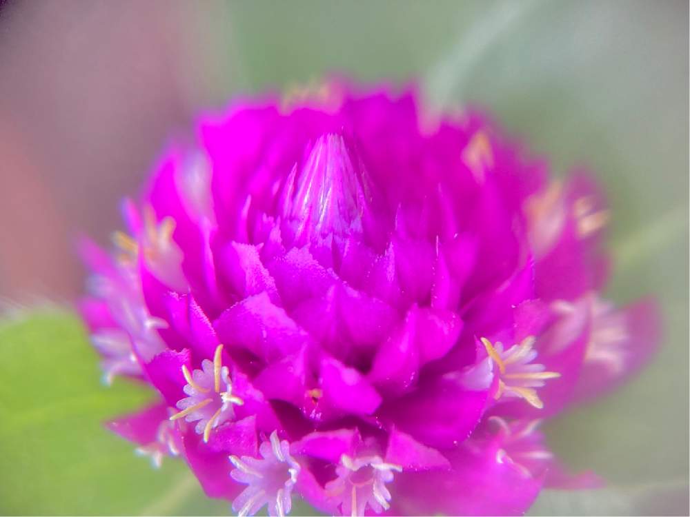 お出かけ先の画像 by ヒーちゃんさん | お出かけ先とピンクの花と誕生花と眼科専門とセンニチコウ(千日紅)と花言葉と色あせぬ愛と目を正しく休ませるコツと平松類