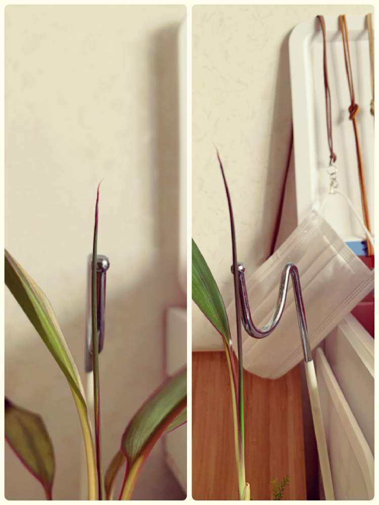 部屋の画像 by しのっこさん | 部屋とコルジリネ・レッドエッジと観葉植物とネットショップやってます