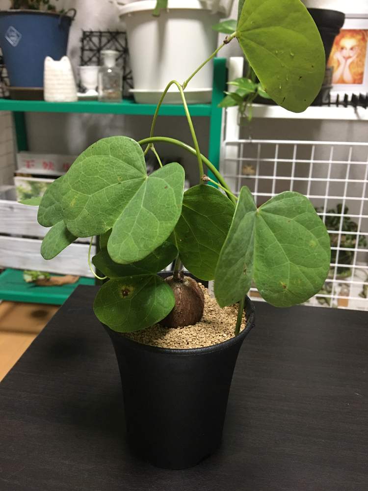 部屋の画像 by chanさん | 部屋とチセロマ ファッソグレンシスと多肉植物とグリーン!グリーン!グリーン!とおうち時間とグリーンは癒しと多肉ちゃんとグリーンファーム戸塚深谷とおうち園芸と大きくなあれと植物園と森化したいと幸せ時間と我が家にようこそ