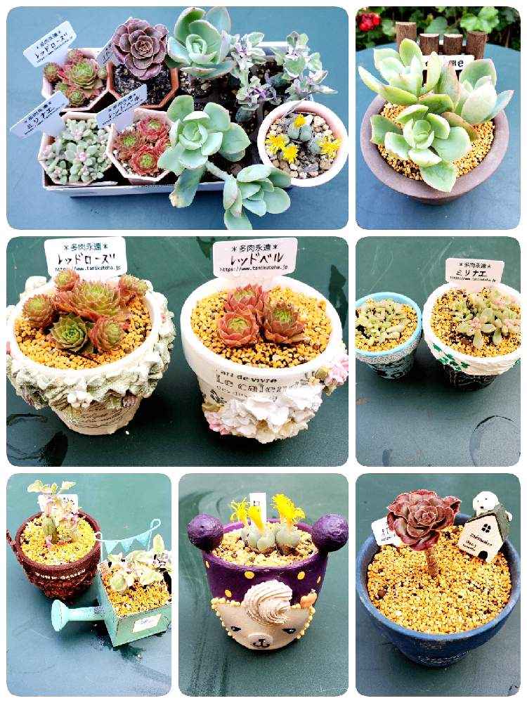 お出かけ先の画像 by ゆっこさん | お出かけ先と多肉永遠とキュンキュン乙女倶楽部とpuchi.pochi鉢と群馬タニラーと植中毒とバラと夢CLUBとたにおたくらぶ