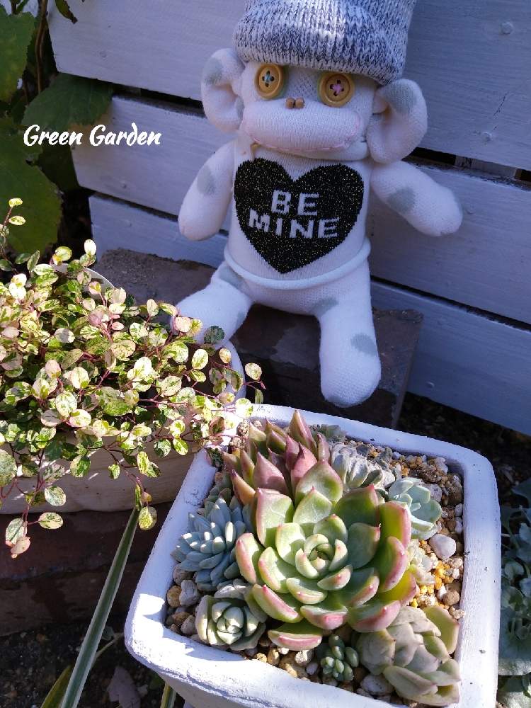 小さな庭の画像 by GreenGardenさん | 小さな庭と多肉植物とよせ植えと今日の一枚と斑入りワイヤープランツ。とソクモン祭りと斑入り。