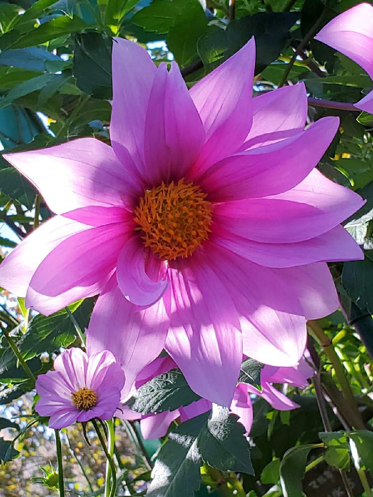 お出かけ先の画像 by aki~nakさん | お出かけ先とHTCとWEEKEND FLOWERと秋のお花とガーデンパークとしぞーか勢と今日の一枚と妄想倶楽部と有難う♥と花の16年組♡とラジオ体操倶楽部とコスモス♡