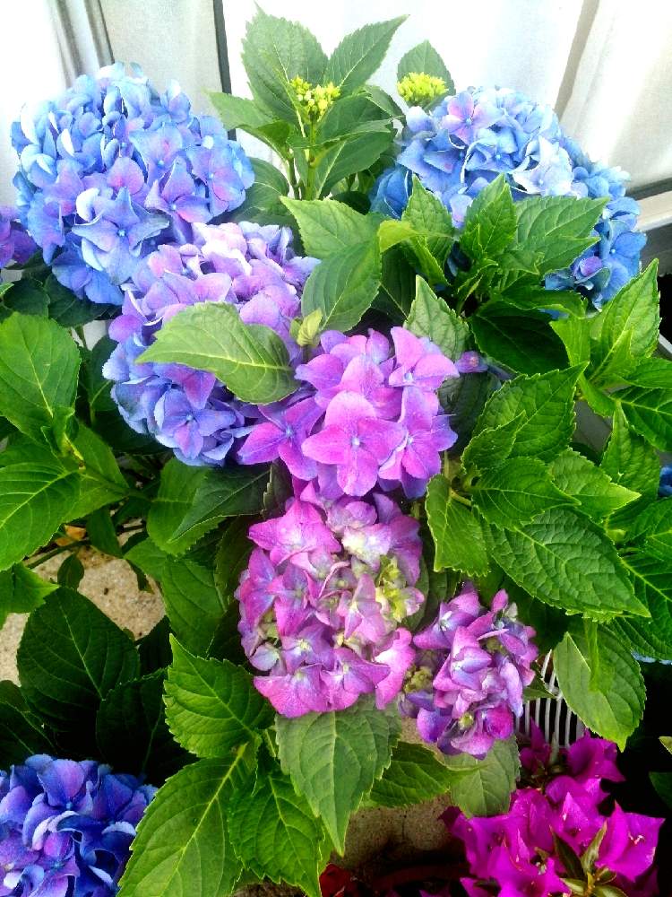 広い庭の画像 by Ami UKさん | 広い庭と紫陽花 あじさい アジサイとHydrangea Blueとみどりのある暮らしとマイガーデンとおうち園芸とイギリスと家庭菜園初心者と花のある暮らしと多肉初心者