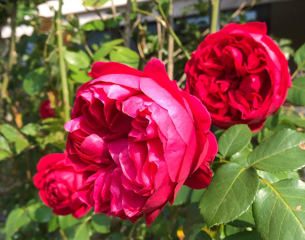 小さな庭の画像 by anneさん | 小さな庭とばら バラ 薔薇とルージュ ピエール ドゥ ロンサールとバラのある暮らしとおうち園芸とメイアンとバラが好きとバラを楽しむ
