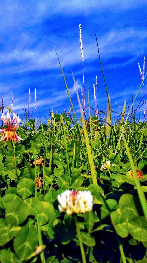 畑の画像 by TOTOROGAOさん | 畑とクローバーとチガヤと#お花好き✨と植物のある暮らしと森の Powerと野あざみと私に、出来る ささやかな 想いとおうちde菜園と自然と 共にと# スマホ写真とyell*カルホォルニア✨と# 私の 好きな 花 ☆と大地✨地球上☆生命体と# 山野草とトトロの山野草✨八ヶ岳とcan doとエール*珊瑚の海とエールとガーデニングと花のある暮らしと#写真好き