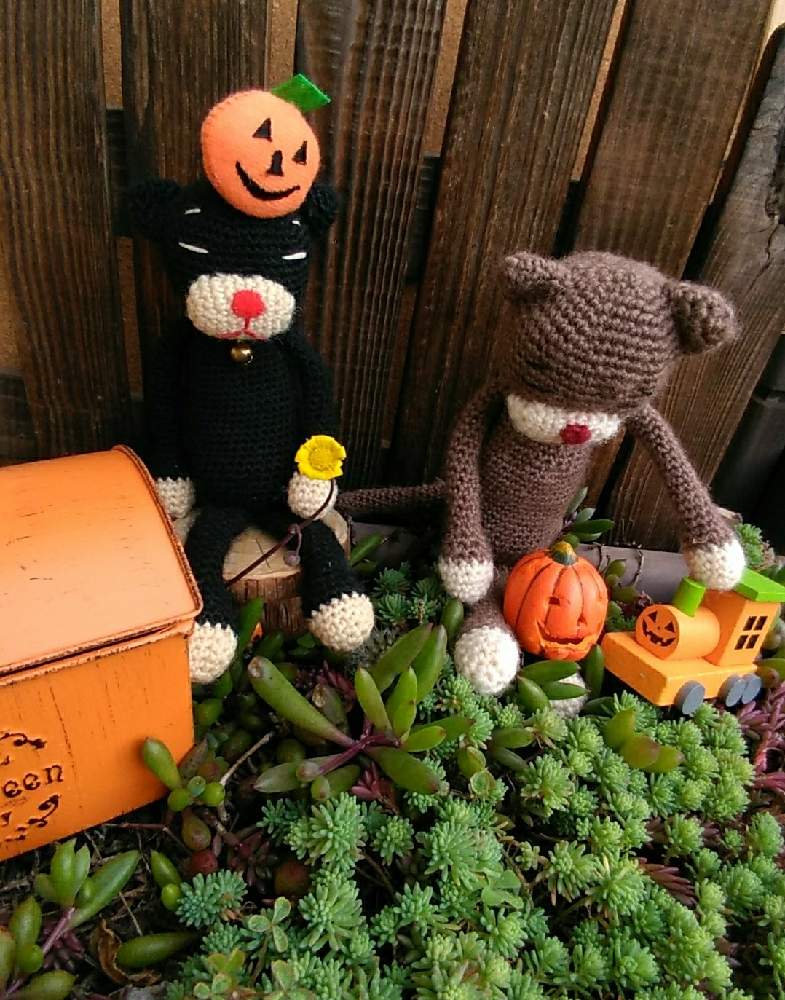 の画像 by ゆったりゆっこさん | セダムとルビーネックレスとハロウィンと黄色の花と遊んでみたとねこきちくん