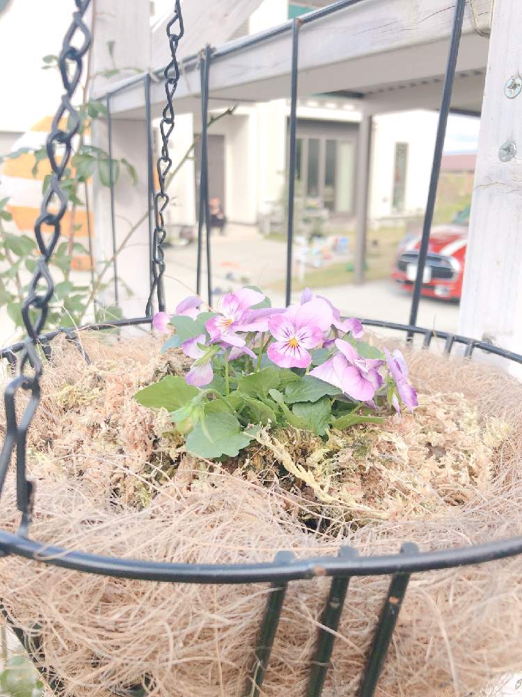 小さな庭の画像 by まなあゆさん | 小さな庭とフィオリーナ オーロラと庭のお手入れと我が家の花達と花が好き❤と庭の花と庭のはなと花のある生活と庭の手入れとおうち園芸とフィオリーナ ♩とサントリーときれ~い❤とガーデニングと花のある暮らしと花が好き
