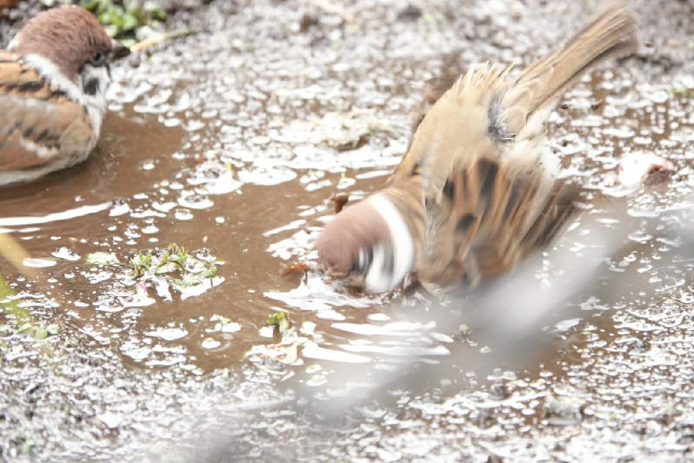 の画像 by serendipityrumiさん | 山下公園と鳥たちとお出かけ