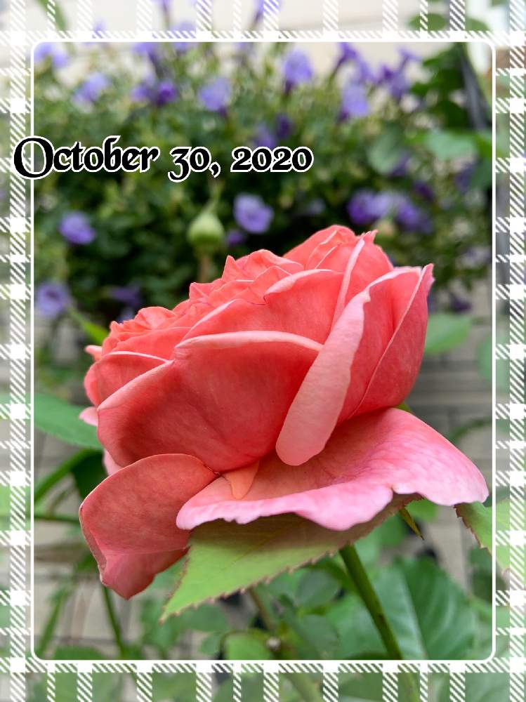 小さな庭の画像 by もみじさん | 小さな庭とバラ パウルクレーと幸せと薔薇愛同盟とお庭の草花とパウル クレーとお家大好きとおうち園芸とありがとうと全部GSのせいだとアップルローゼスと庭のばらと小さな小さな庭と花のある暮らしとばら 薔薇 バラとおうちで自然を感じると三種の神器と香りのバラとスーパートレニアカタリーナ