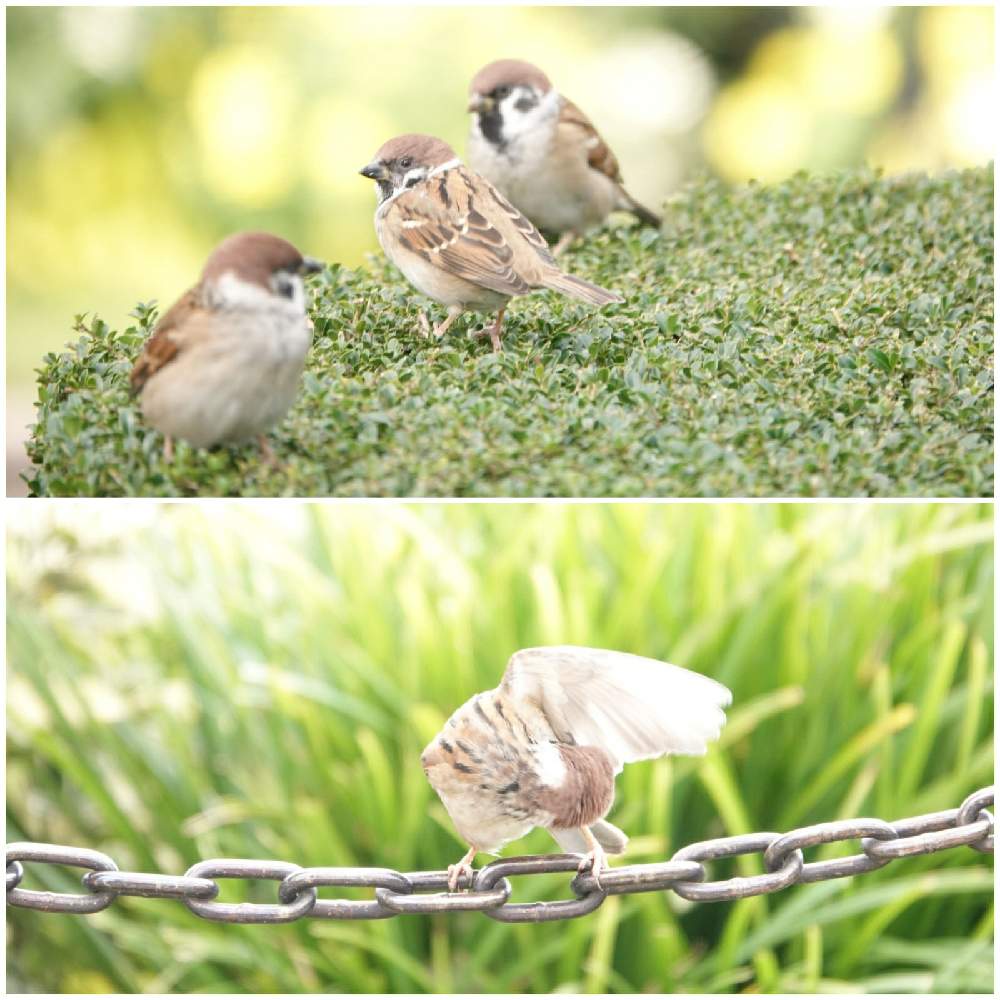 の画像 by serendipityrumiさん | お出かけと山下公園と鳥たち