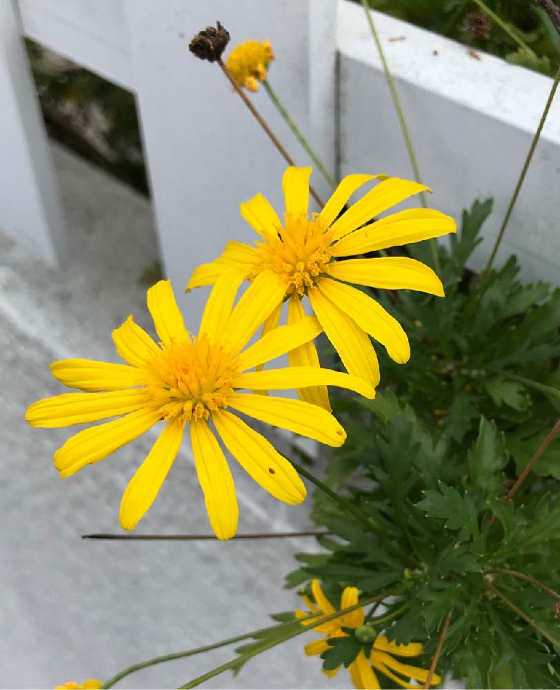 の画像 by メイさん | マーガレットコスモスと散歩と黄色の花