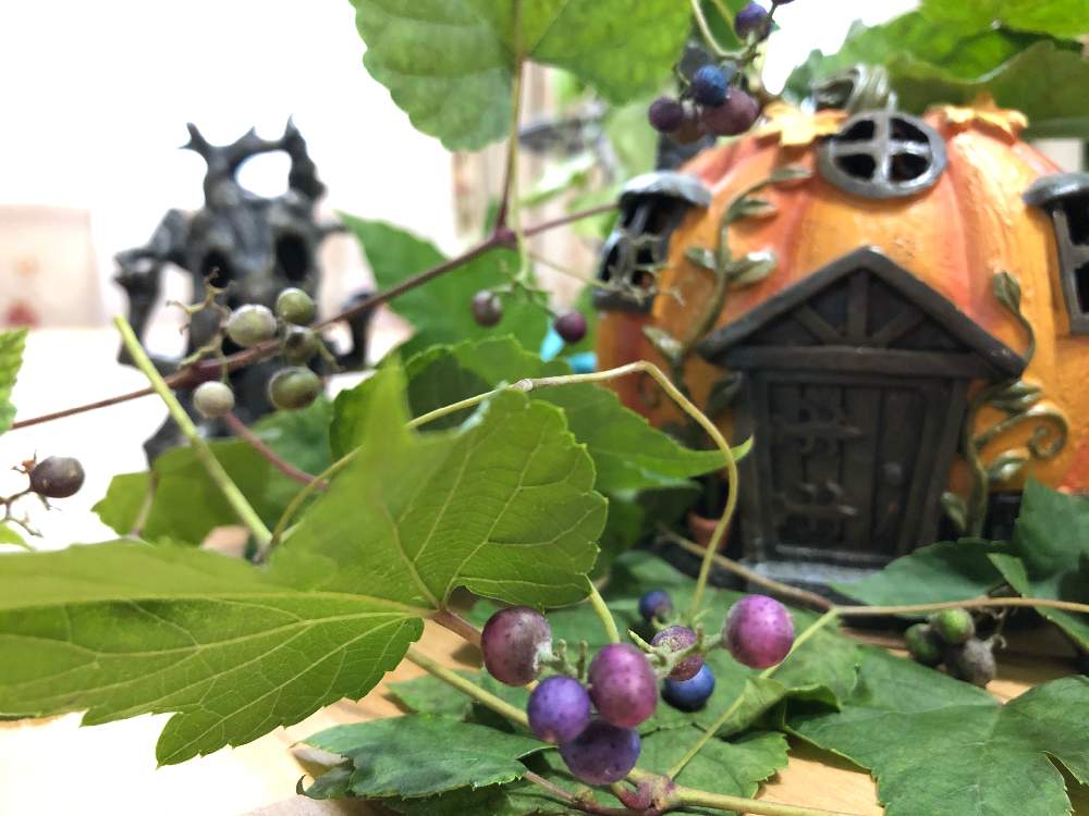 部屋の画像 by ೫̥͙*:・千砂・:* ೫̥͙さん | 部屋とノブドウとみどりのある暮らしと植物のある暮らしとおうち園芸と花のある暮らしとハロウィンアレンジ♪2020