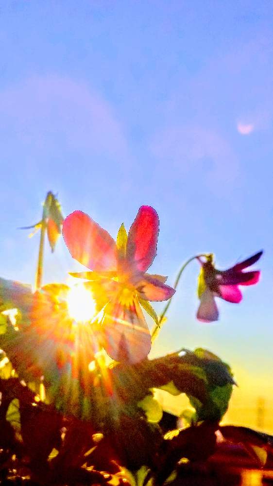 バルコニー/ベランダの画像 by *TOTOROGAO*2ndさん | バルコニー/ベランダとビオラ*バーニーイヤーズと#お花好き✨と植物のある暮らしと森の Powerと野あざみと私に、出来る ささやかな 想いとおうちde菜園と自然と 共にと# スマホ写真と# 私の 好きな 花 ☆と大地✨地球上☆生命体と# 山野草とトトロの山野草✨八ヶ岳とcan doと大きな 木と空へと とどけとエールとガーデニングと素敵な仲間たちと花のある暮らしと#写真好き