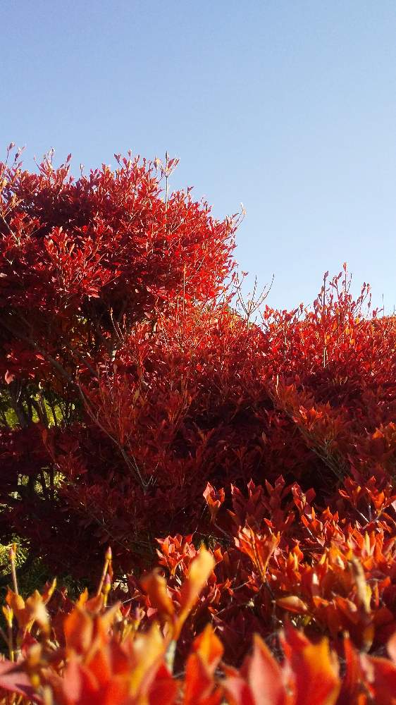 広い庭の画像 by *TOTOROGAO*2ndさん | 広い庭とドウダンツツジ☆紅葉と#お花好き✨と植物のある暮らしと森の Powerと野あざみと私に、出来る ささやかな 想いとおうちde菜園と自然と 共にと# スマホ写真と# 私の 好きな 花 ☆と大地✨地球上☆生命体と# 山野草とトトロの山野草✨八ヶ岳とcan doと大きな 木と空へと とどけとエールとガーデニングと素敵な仲間たちと花のある暮らしと#写真好き