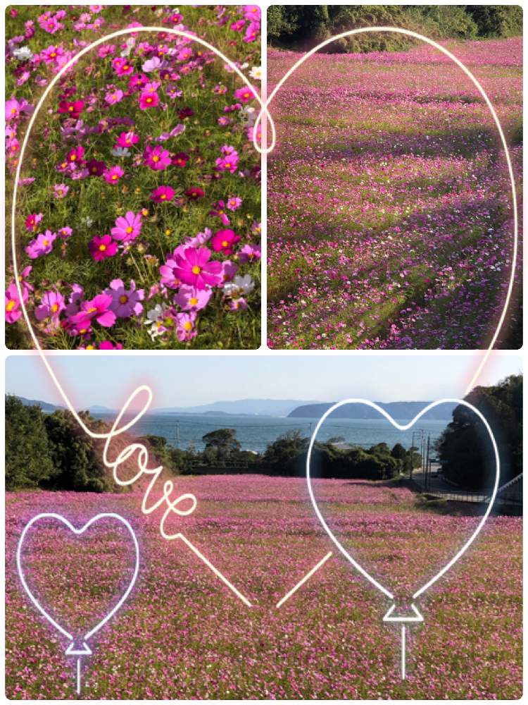 お出かけ先の画像 by かず2669さん | お出かけ先と多肉おばあと近くのコスモス畑❣️とお花だい好きとおうち園芸と可愛いとチーム福岡