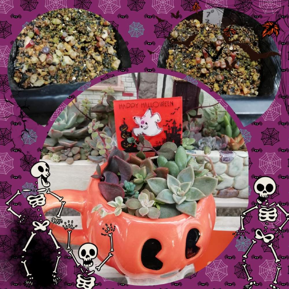 バルコニー/ベランダの画像 by チャティさん | バルコニー/ベランダとリトープスと多肉植物の寄植えと多肉の寄植えとハロウィン月間と多肉の寄せ植えと多肉大好きとキモカワ倶楽部とHalloweenオケツパーティーと多肉植物のある暮らしとおうち園芸と多肉女子とオケツの日とハロウィンアレンジ♪2020