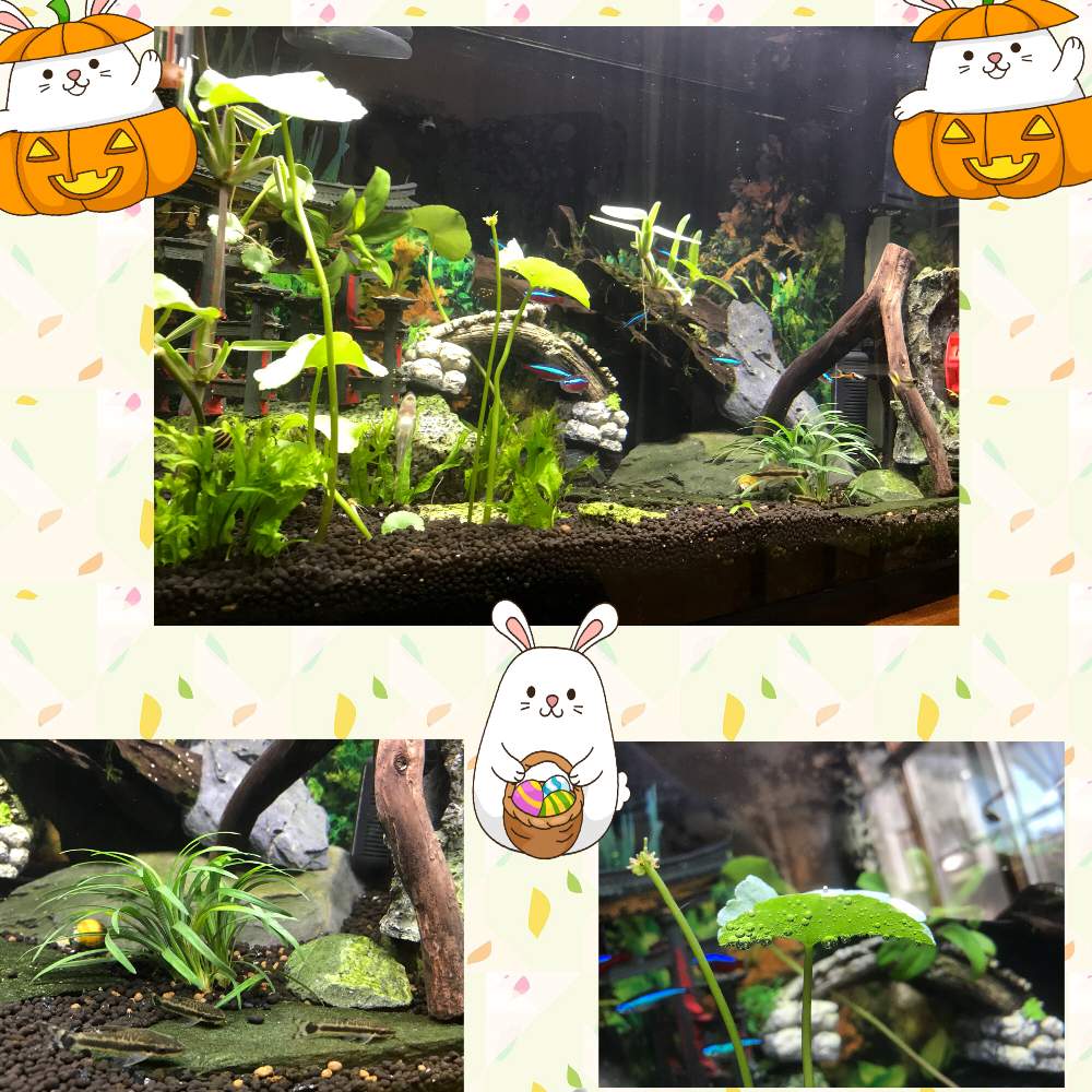 玄関の画像 by ロエンさん | 玄関と龍の髭(リュウノヒゲ)とアマゾン チドメグサといつも、いいね!ありがとうございます(*´`)♡と新しい仲間と仲良しさん♡とコロナウイルスの終息を願う!とキューピーアマゾン☆と水槽と綺麗にお掃除と水中アクアリウムとGREEN UP!と頑張れ❗️日本