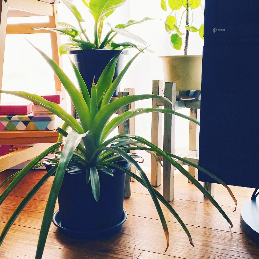 部屋の画像 by ヌマ餃子さん | 部屋とパイナップルとピレア・ペペロミオイデスとフィロデンドロンインペリアルゴールドとiPhone11ProMaxと観葉植物と水やりと植中毒と日光浴と パイナップルと鉢植えとDIYとパイナップル成長記録