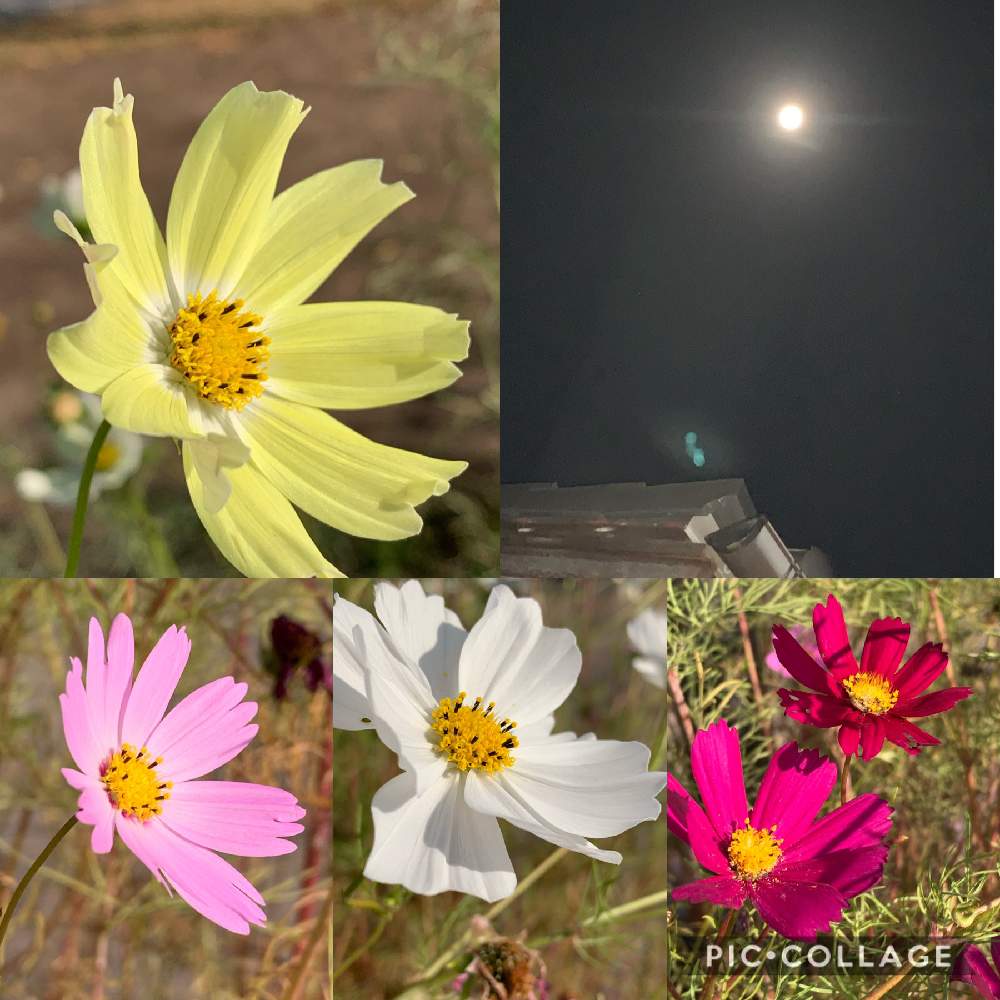 の画像 by くわまささん | コスモスと黄花コスモスと秋を感じると秋晴れと木曽三川公園とチーム愛知
