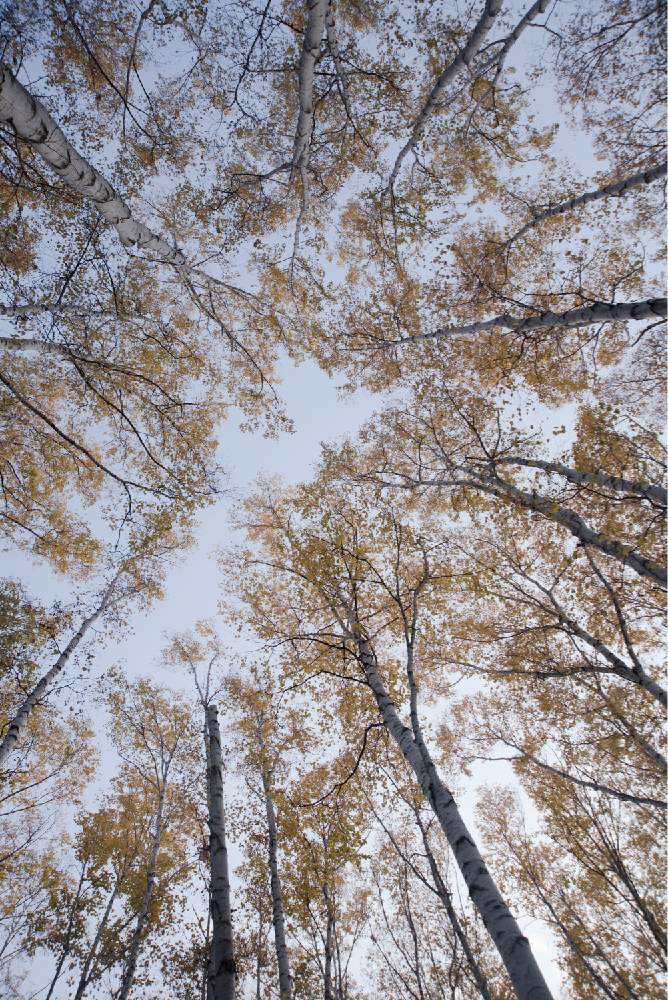 お出かけ先の画像 by satoさん | お出かけ先と白樺と北海道と豊平公園と札幌とnikond610と紅葉フォトコン2020